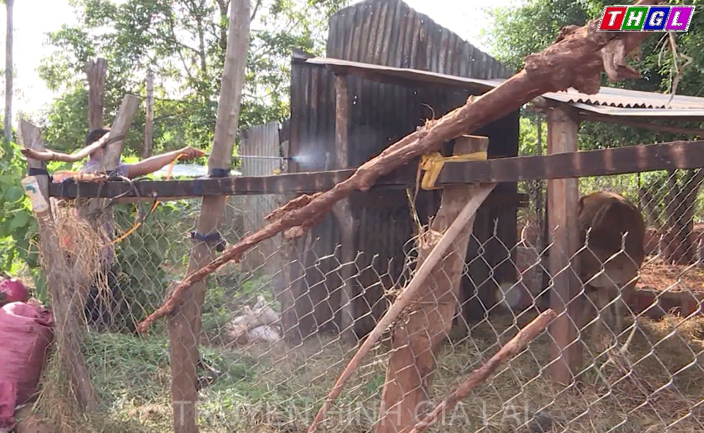 Tỉnh Gia Lai đã phân bổ hơn 01 tỷ đồng để mua vắc-xin tiêm phòng bao vây các ổ dịch viêm da nổi cục trên trâu, bò