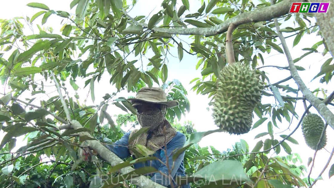 Huyện Chư Pah hướng đến việc phát triển ổn định cây sầu riêng