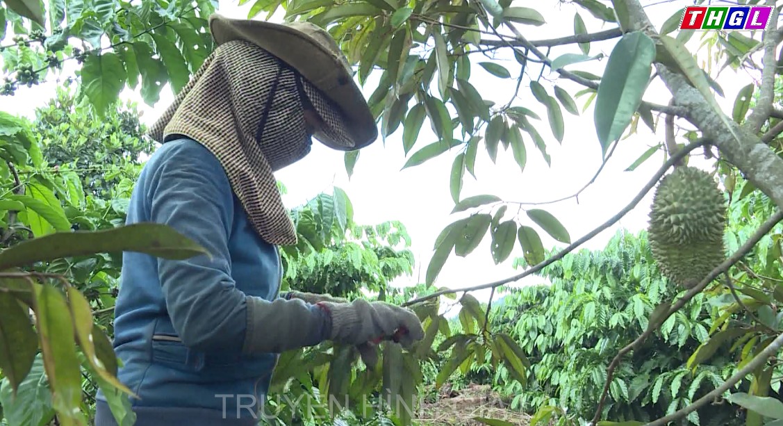 Huyện Chư Pah hướng đến việc xây dựng sầu riêng trở thành sản phẩm đặc trưng của địa phương