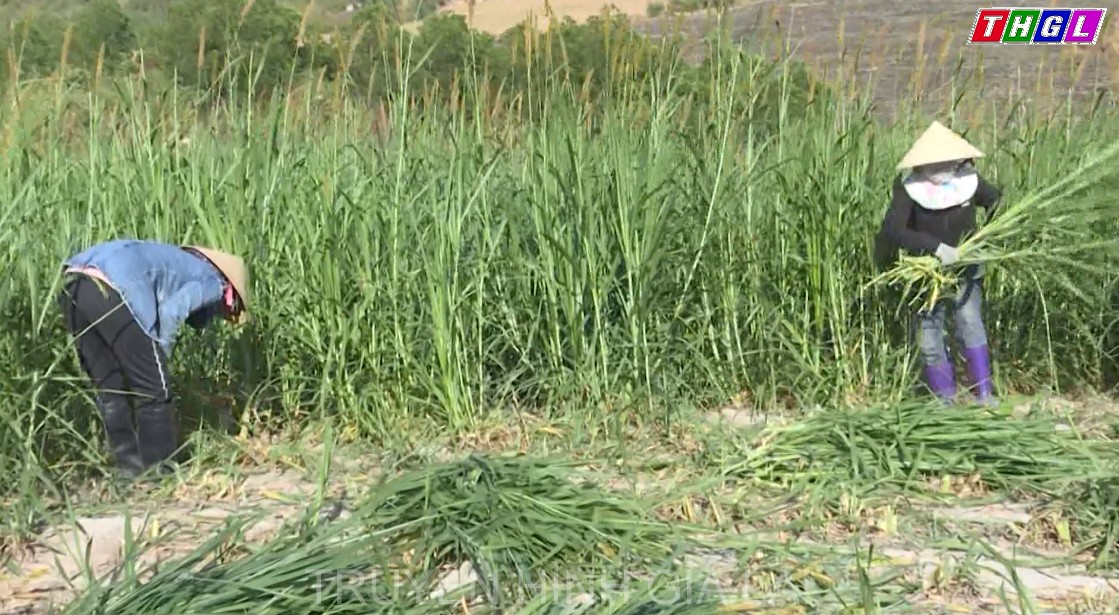 Gia Lai tiếp tục mở rộng các chuỗi liên kết sản xuất nông nghiệp