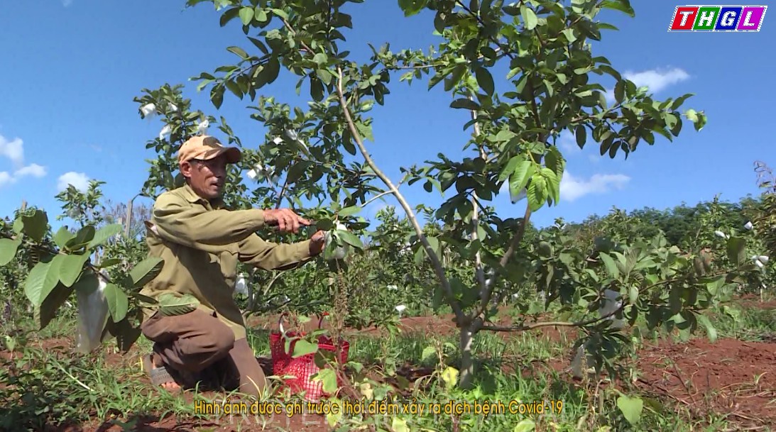 Chư Prông: Nhiều tổ hội nghề nghiệp giúp nông dân phát triển kinh tế