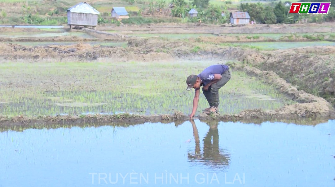 Toàn tỉnh Gia Lai đã gieo trồng được gần 140 ngàn ha cây trồng các loại