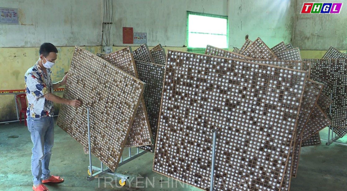 Triển vọng từ mô hình trồng dâu nuôi tằm trên vùng đất Chư Sê