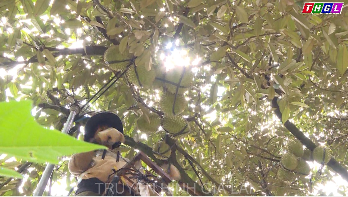 Chuyển đổi cơ cấu cây trồng cần phải được gắn với tính ổn định về giá cả và đầu ra cho sản phẩm