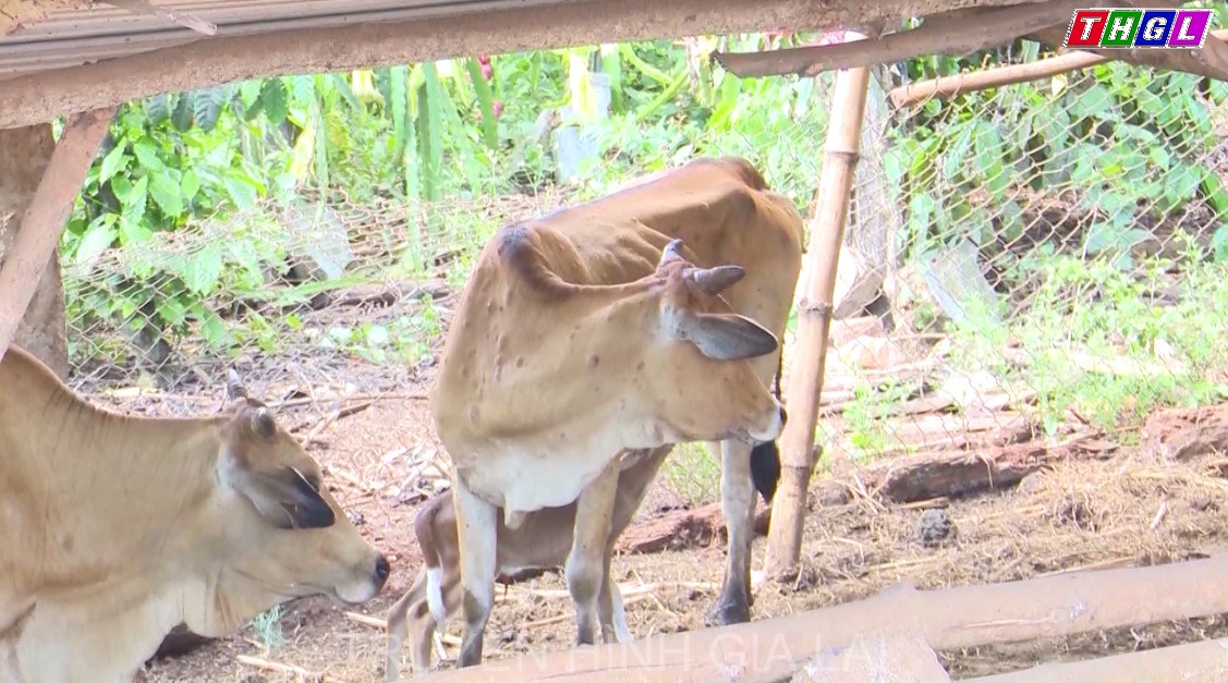 Bệnh viêm da nổi cục trên đàn bò xuất hiện ở 142 xã, phường, thị trấn của 13 huyện, thị xã, thành phố