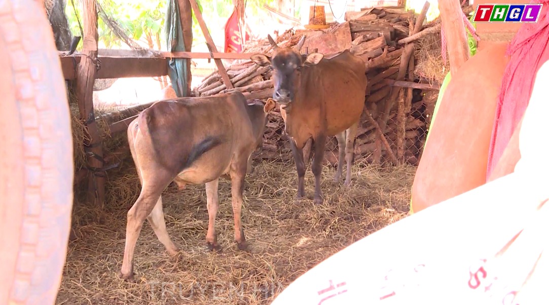Tập trung triển khai quyết liệt và đồng bộ các biện pháp phòng, chống dịch bệnh Viêm da nổi cục ở trâu, bò trên địa bàn tỉnh