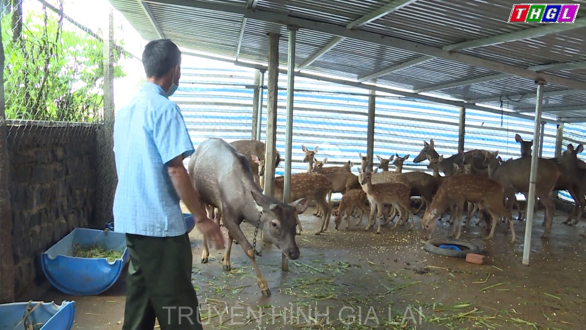 Hội Cựu chiến binh tỉnh Gia Lai phát huy hiệu quả vốn vay
