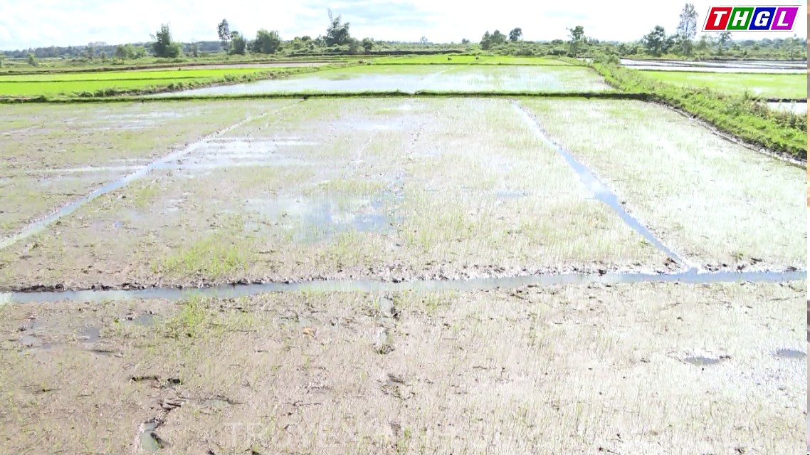 Đak Đoa xây dựng cánh đồng sản xuất lúa một giống chất lượng cao với quy mô 900ha