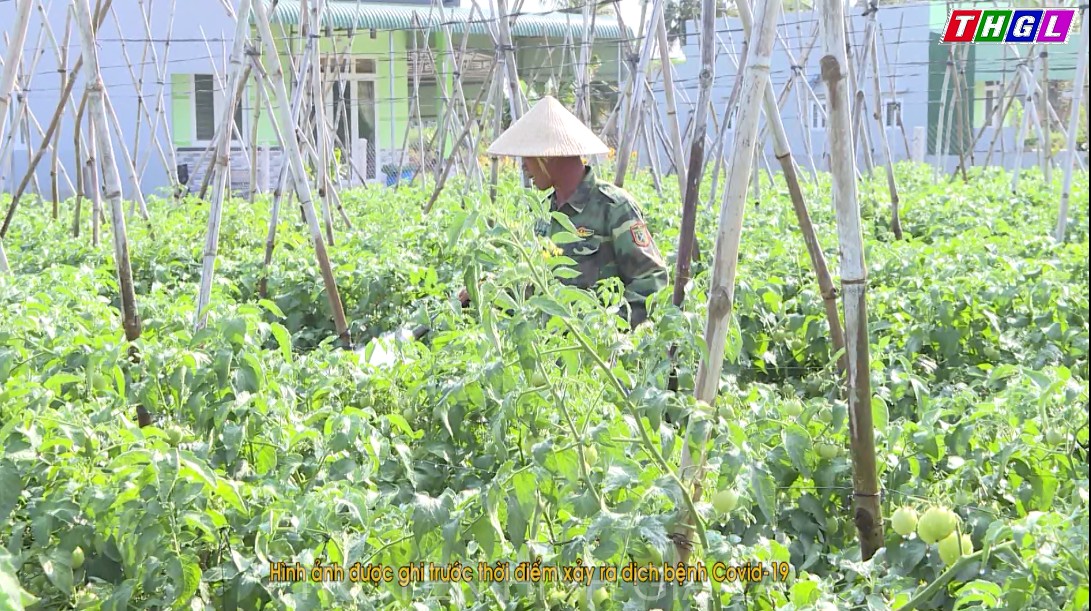 An Khê triển khai nhiều giải pháp phát triển chuỗi sản xuất rau màu