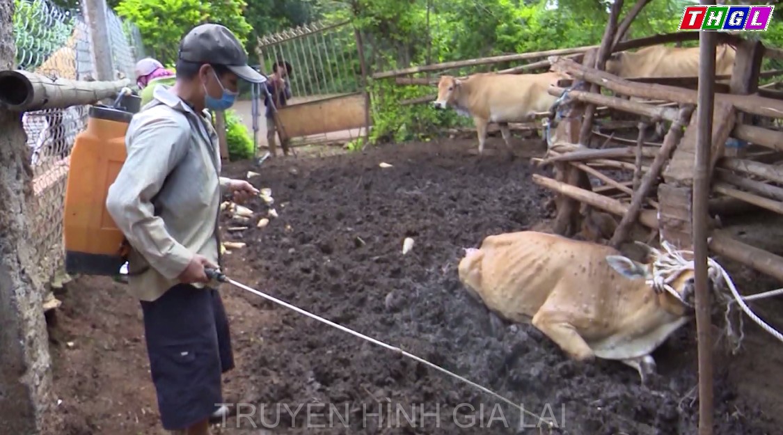 Gia Lai phát hiện 13.572 con bò mắc bệnh viêm da nổi cục
