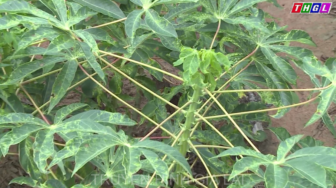 Bệnh khảm lá vi-rút trên cây sắn vẫn diễn biến phức tạp tại nhiều địa phương của tỉnh Gia Lai