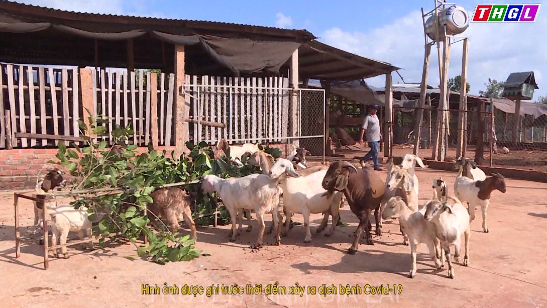 Hội Cựu Chiến binh Mang Yang góp phần xóa đói giảm nghèo tại địa phương
