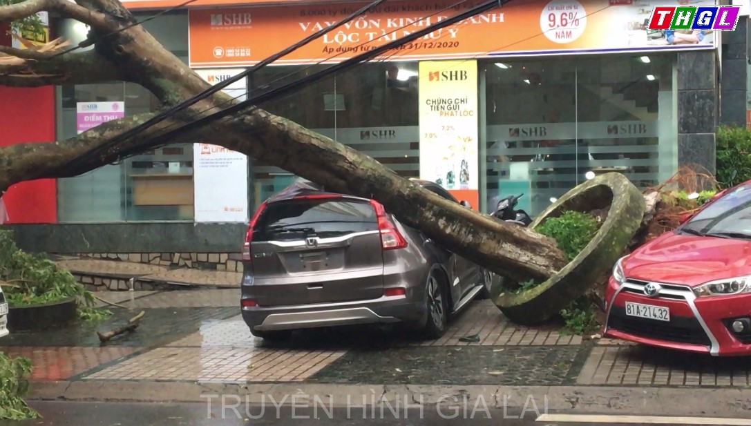 Mưa lớn kèm giông lốc, hàng loạt cây xanh ở TP Pleiku đổ ngã