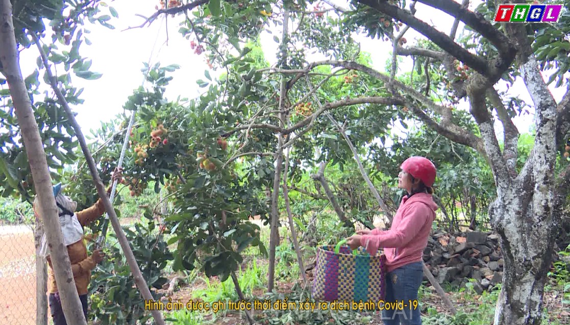 Ia Grai – Nông dân thất thu vụ chôm chôm