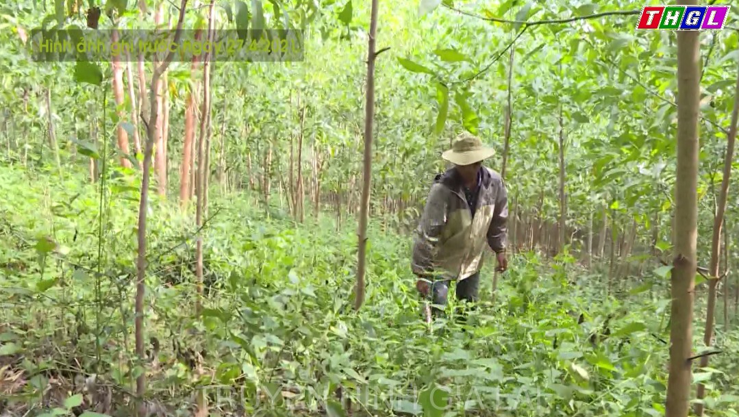 Đảm bảo chỉ tiêu trồng mới 8.000 ha rừng