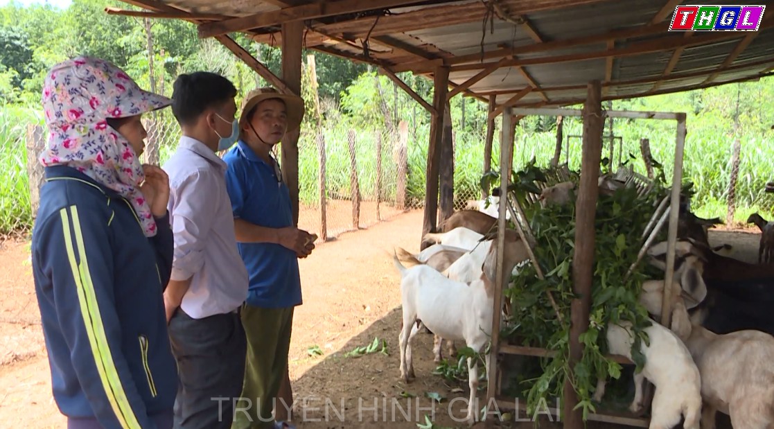 Tổ hội chăn nuôi dê xã Ia Vêr