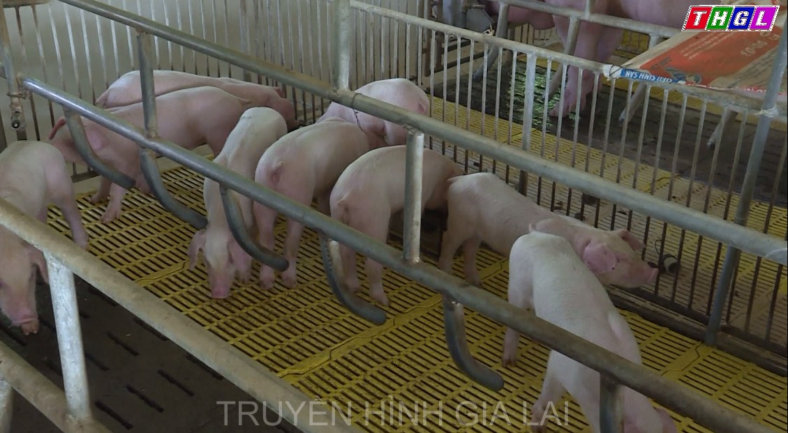 Gia Lai triển khai các biện pháp ngăn chặn sự lây lan của bệnh Dịch tả lợn Châu Phi