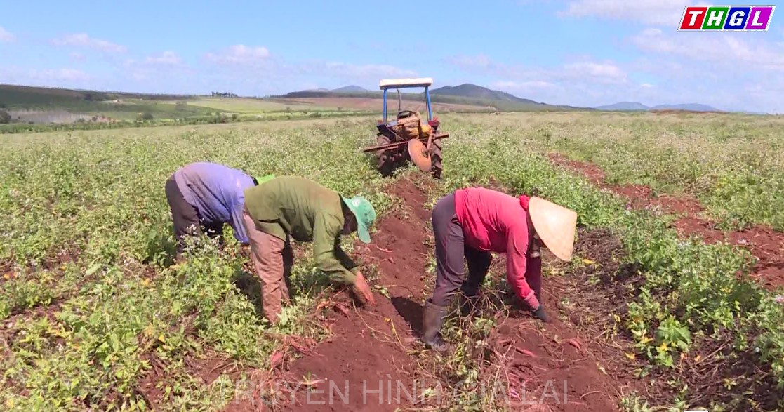 Tiêu thụ khoai lang ổn định nhưng giá không cao