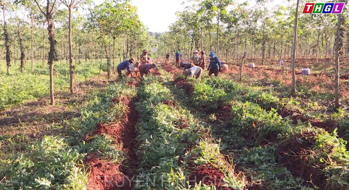 Gia Lai có 12 sản phẩm địa phương được xác lập quyền Sở hữu trí tuệ