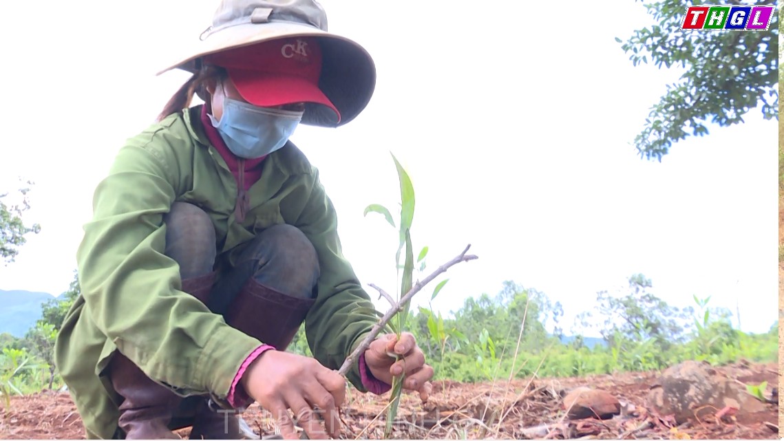 Phụ nữ Lơ Pang góp cây trồng rừng