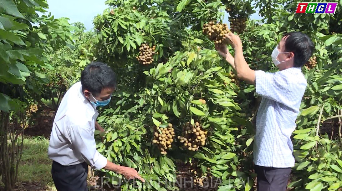 Nhãn Hương Chi trên đất Chư Sê