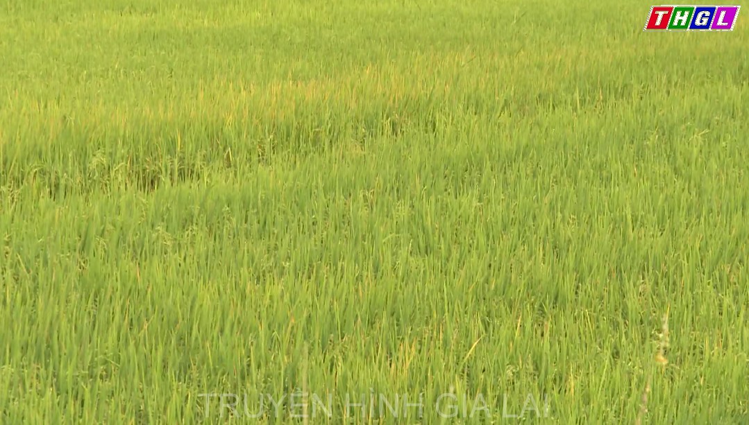 Cần giải pháp hỗ trợ mở rộng thị trường, đẩy mạnh tiêu thụ hàng nông sản trong tình hình dịch Covid-19