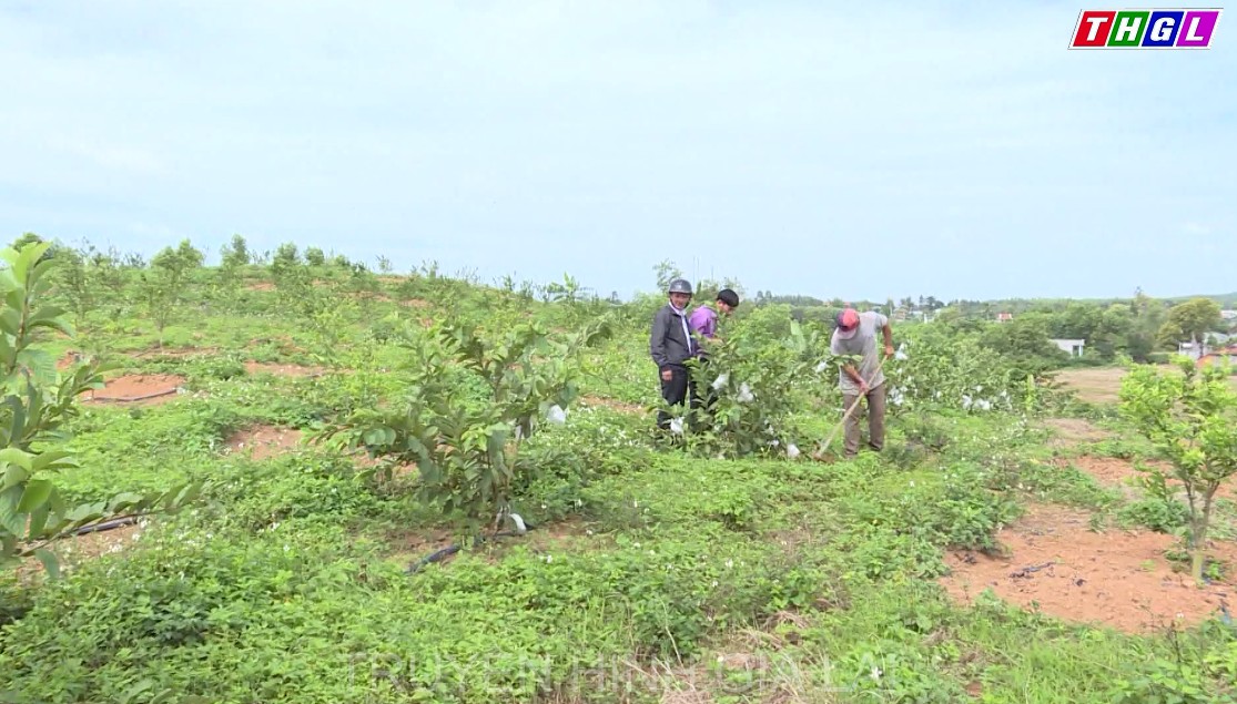 Đak Pơ quan tâm trồng các giống cây ăn trái có chất lượng