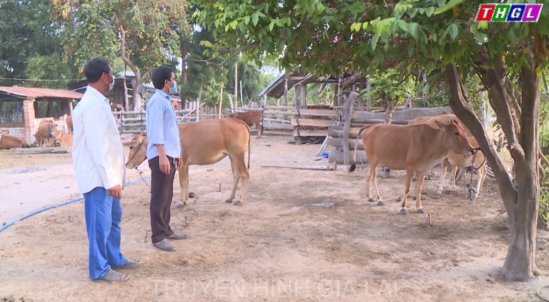 Tỉnh Gia Lai triển khai quyết liệt, đồng bộ các giải pháp phòng, chống bệnh viêm gia nổi cục trên trâu, bò