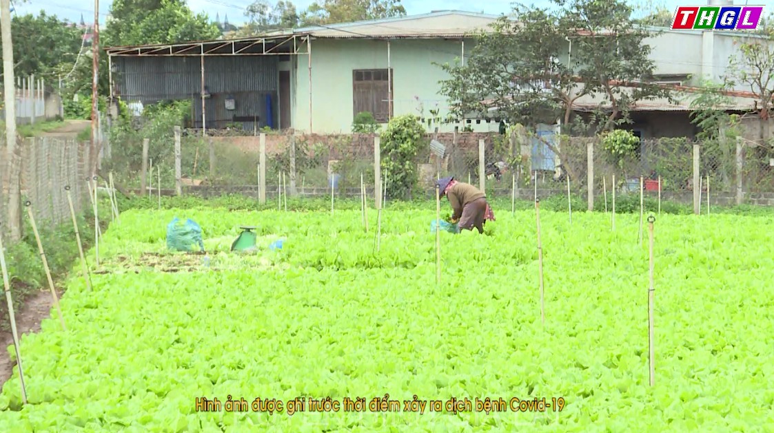 Đak Đoa hình thành các vùng chuyên canh sản xuất rau