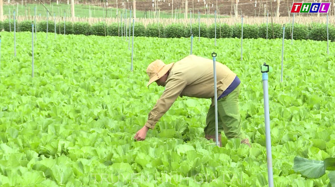 Sản xuất rau xanh trong mùa dịch