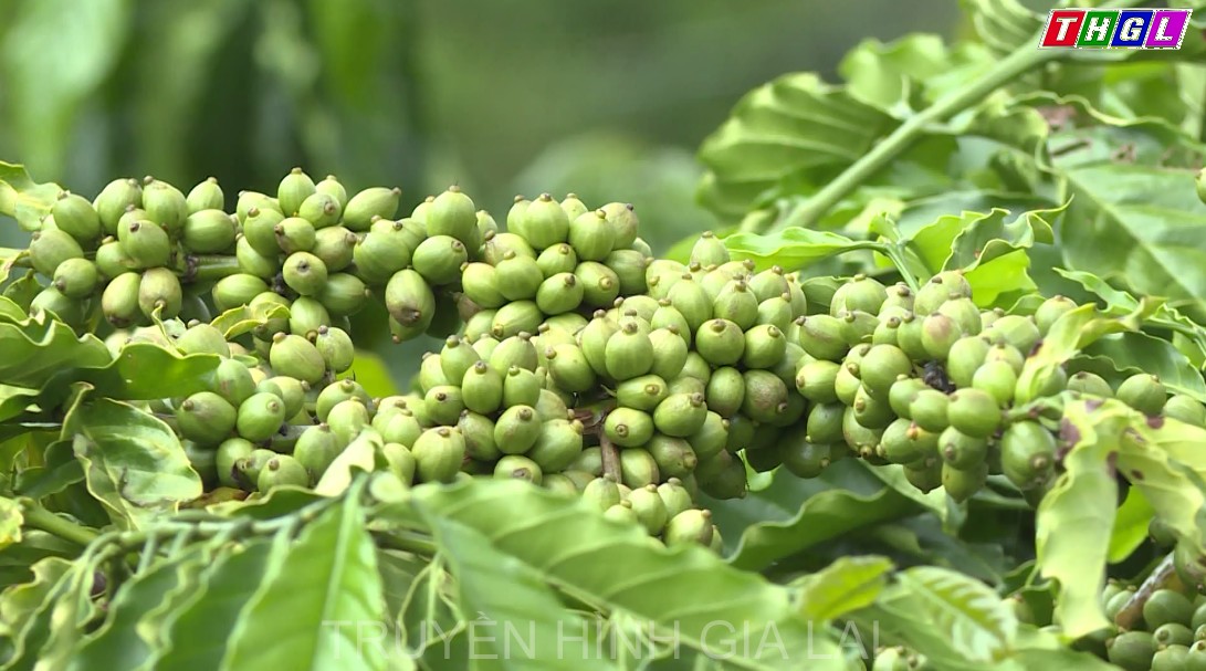 Gia Lai triển khai mở rộng diện tích cà phê đặc sản