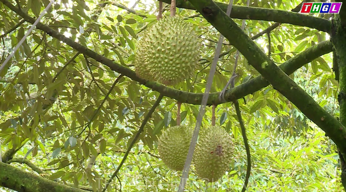 Đắk Nông: Giá sầu riêng giảm mạnh