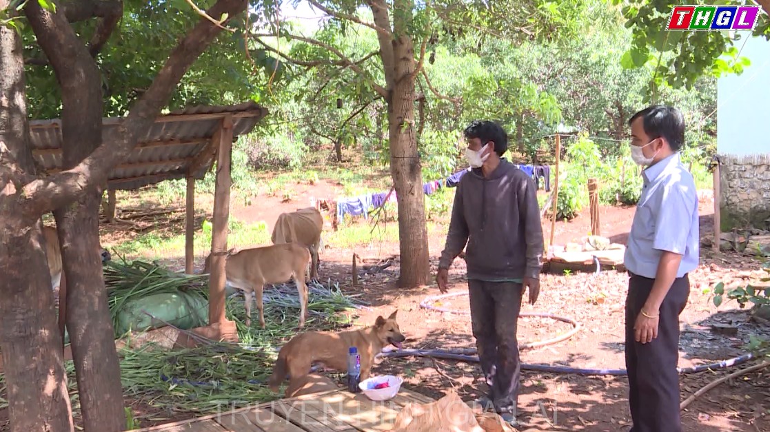 Tập trung triển khai quyết liệt, đồng bộ các giải pháp phòng, chống bệnh viêm da nổi cục trên trâu, bò trên địa bàn tỉnh Gia Lai