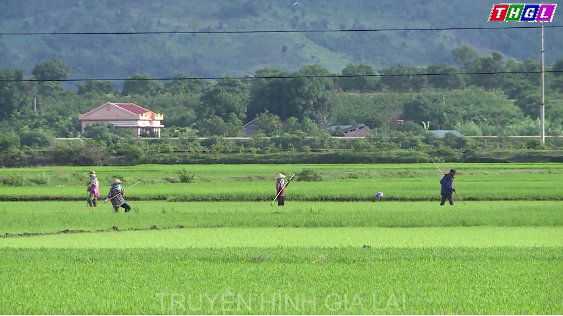 Gia Lai triển khai hơn 400 mô hình phát triển kinh tế trong đồng bào dân tộc thiểu số