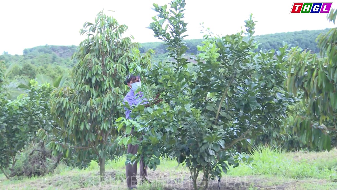 Triển vọng từ mô hình kinh tế trang trại