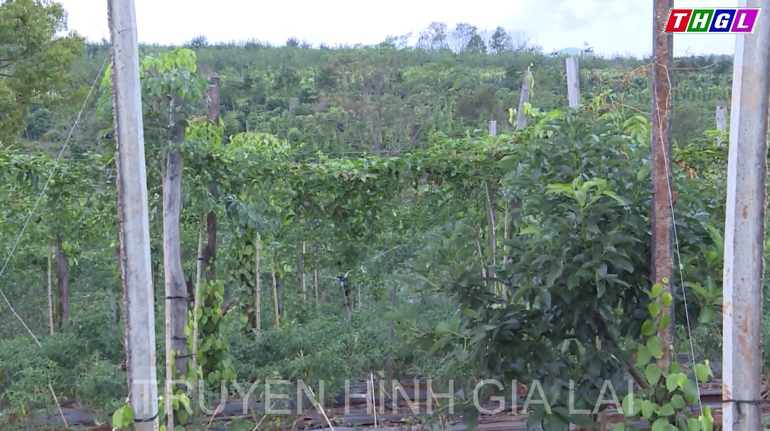 Sở Khoa học và Công nghệ đang theo dõi, quản lý 11 dự án thuộc Chương trình Nông thôn miền núi