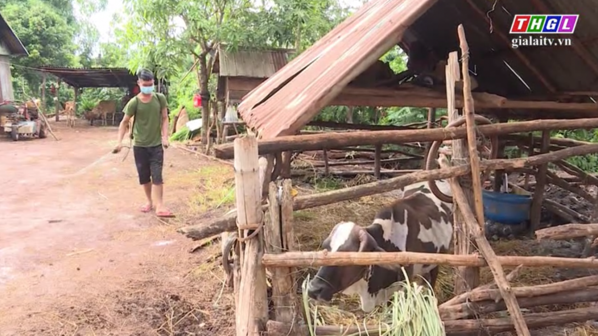 Gia Lai cơ bản đã khống chế sự lây lan của bệnh Viêm da nổi cục trên trâu, bò