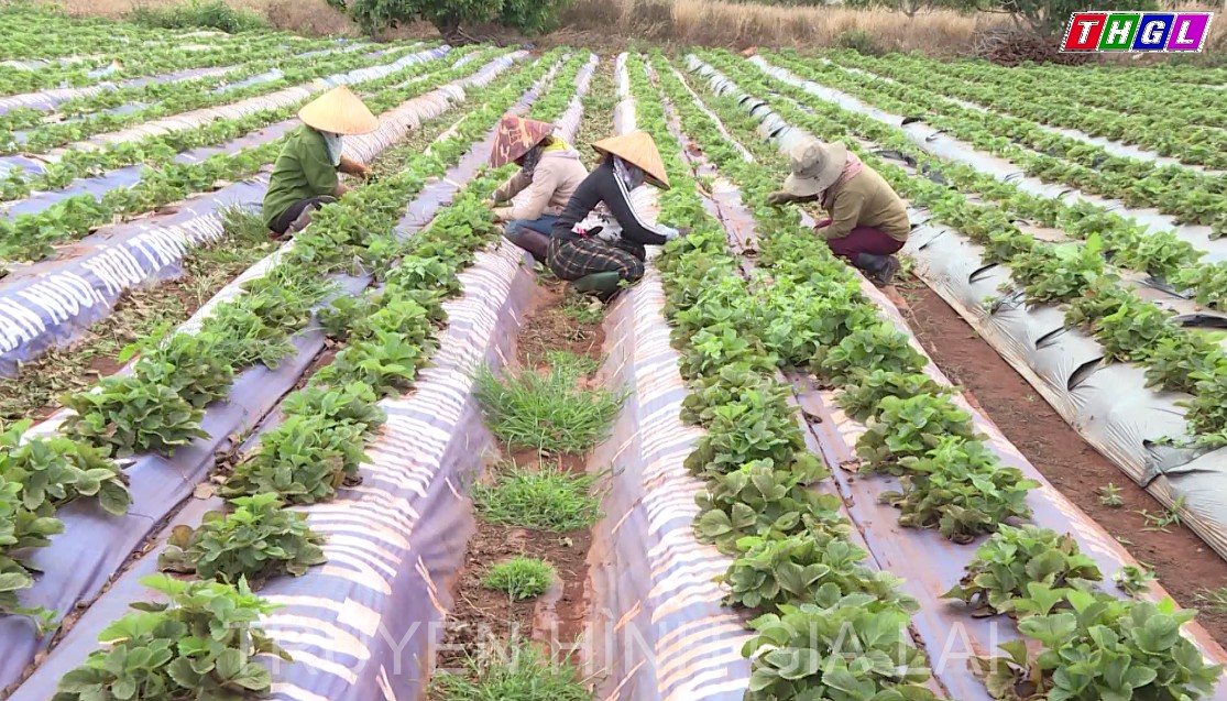 Ban Thường vụ Tỉnh ủy Gia Lai ban hành Kế hoạch số 42 Tổng kết 20 năm thực hiện Nghị quyết số 13 Hội nghị lần thứ Năm, BCH TW Đảng khóa IX