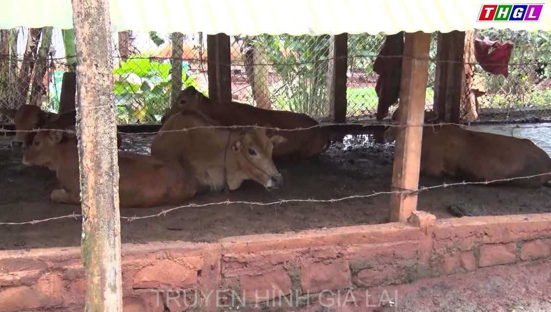 Đức Cơ tăng cường phòng, chống dịch bệnh viêm da nổi cục trên trâu, bò