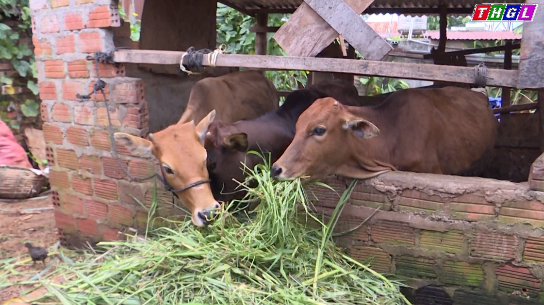 TP. Pleiku quyết tâm xóa nghèo trong đồng bào DTTS