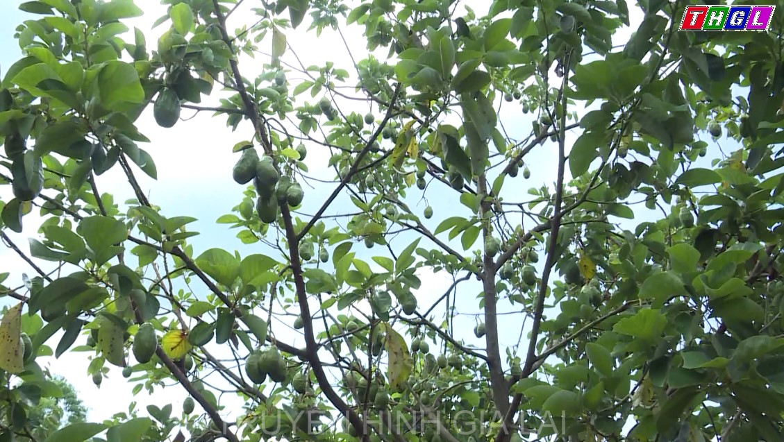 Gia Lai có khoảng 1.900 ha bơ đang thu hoạch với sản lượng dự kiến 17.784 tấn