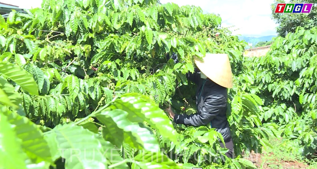 Người trồng cà phê huyện Ia Grai phấn khởi khi cà phê đạt năng suất