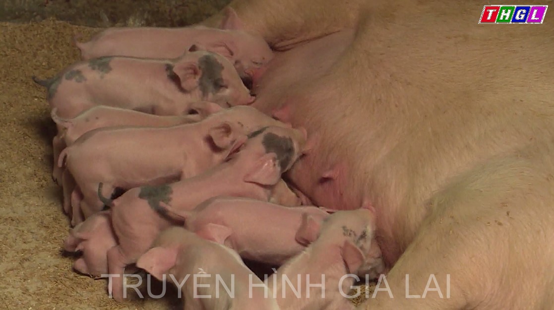 Người chăn nuôi không còn thu được lợi nhuận cao từ nuôi heo