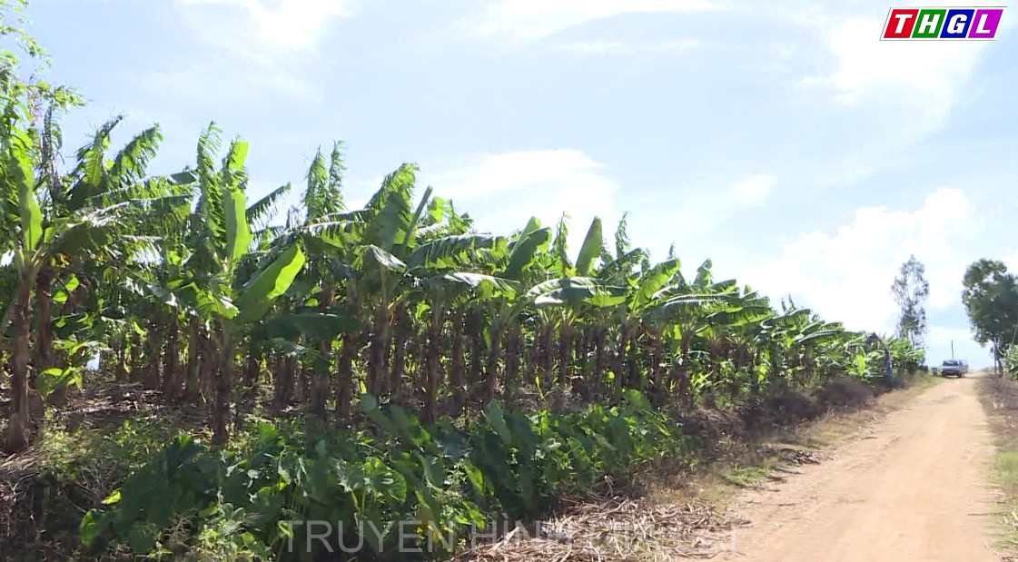 Đã có 41 vùng trồng cây ăn quả trên địa bàn tỉnh được cấp mã số vùng trồng