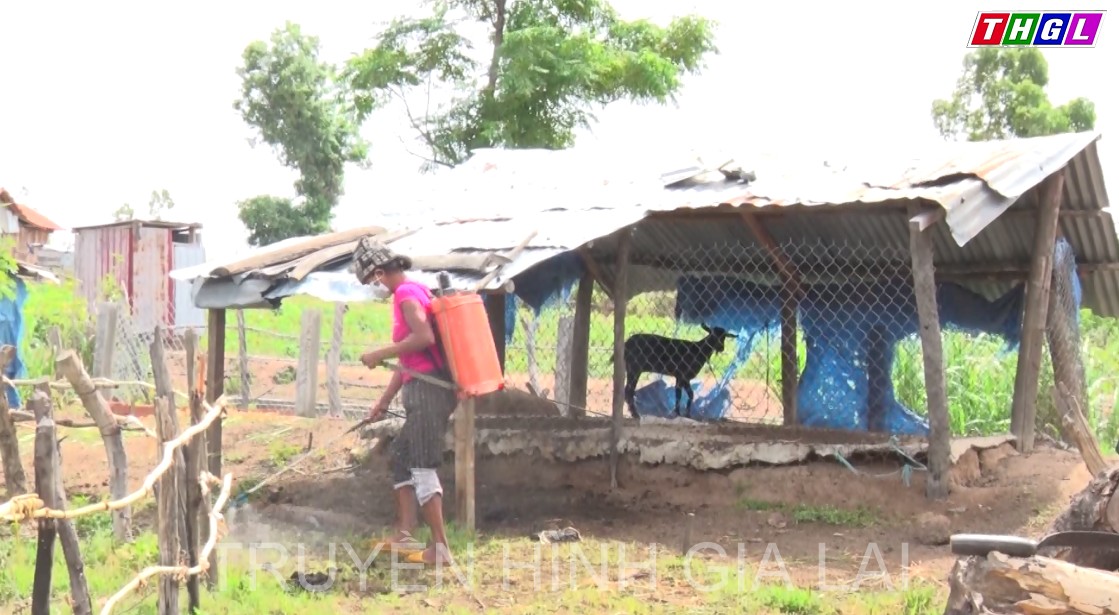 Huyện Kbang từng bước khống chế dịch viêm da nổi cục trên đàn bò