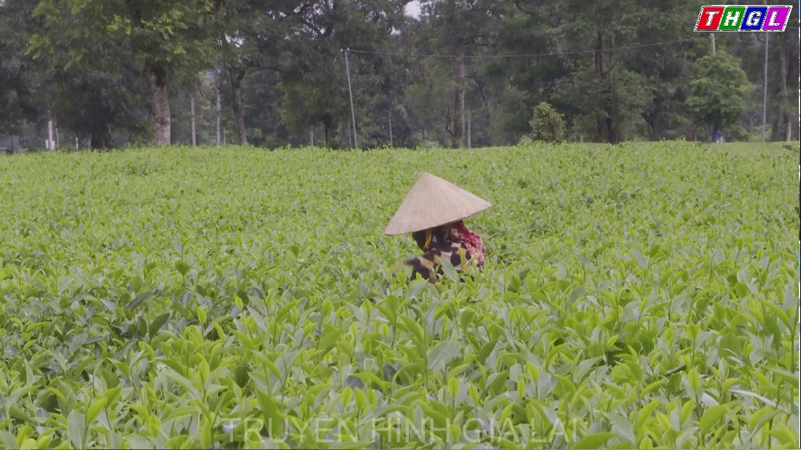 Chư Pah đẩy nhanh tiến độ cấp Giấy chứng nhận quyền sử dụng đất tại xã Nghĩa Hưng