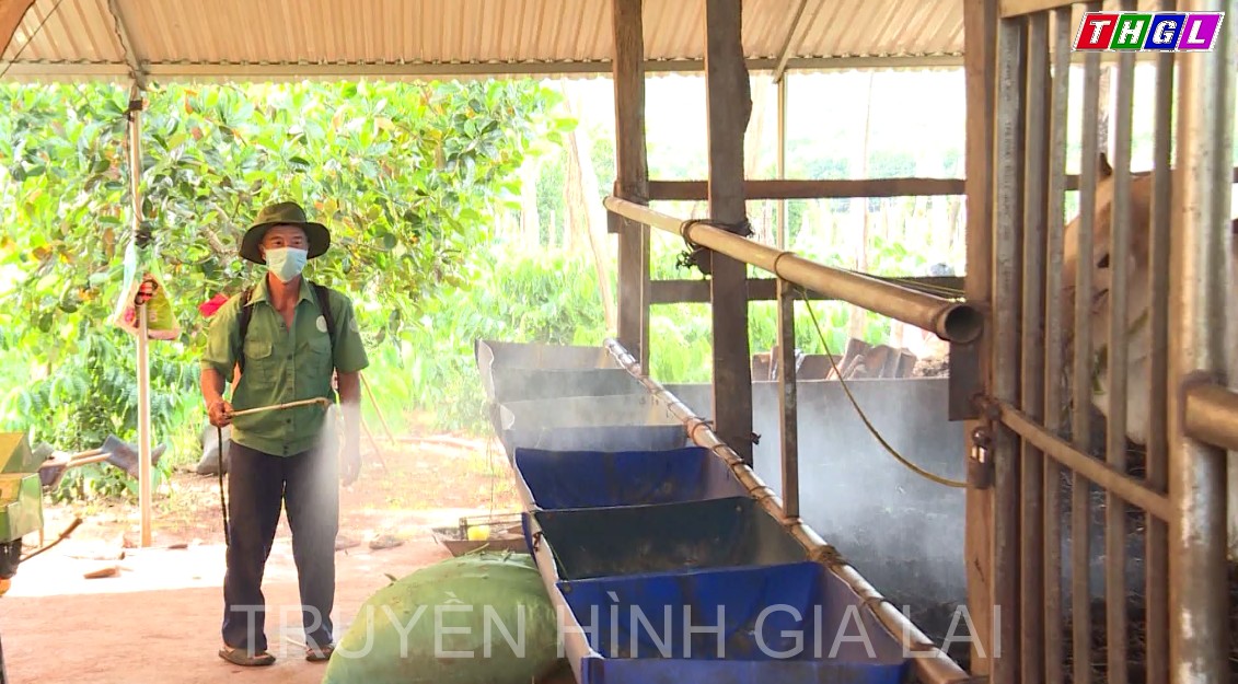 Huyện Chư Prông kiểm soát tốt dịch viêm da nổi cục trên đàn bò