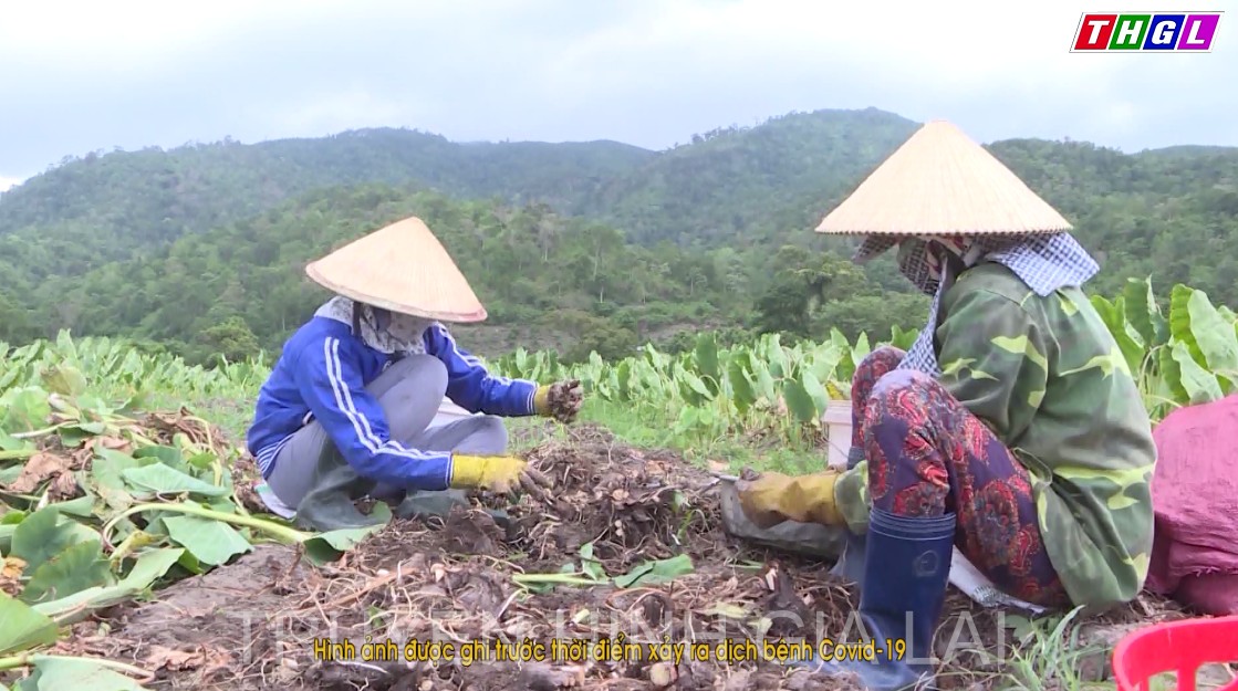 Diện tích trồng cây ăn quả toàn tỉnh đạt gần 21 nghìn ha