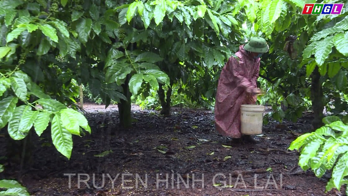 Giá phân bón tăng cao, nông dân gặp khó khăn