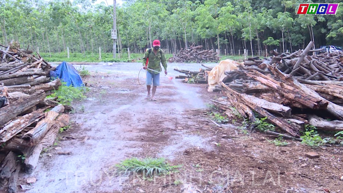 Toàn tỉnh Gia Lai có 423 con lợn bị nhiễm bệnh dịch tả lợn châu Phi